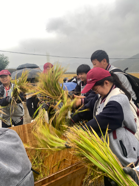 体验农耕之趣，感悟非遗之美 ——金融街杭州湾学校开展秋季主题研学实践活动